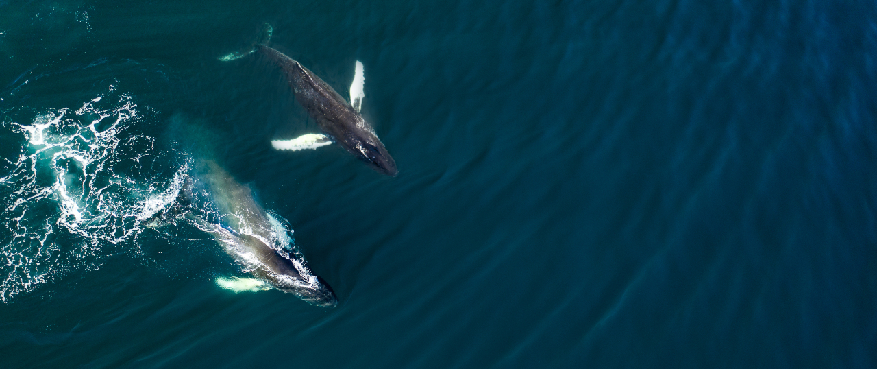 Aerial view of two whales in the ocean