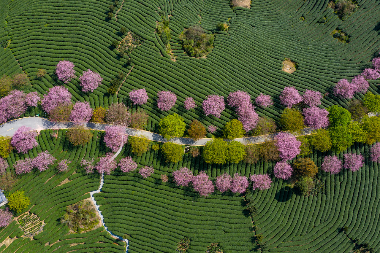 The curved tea garden on the top of the mountain in spring